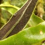 Elaphoglossum macropodium fruit picture by Schnittler Martin (cc-by-sa)