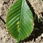 Ulmus americana leaf picture by Geoffrey Black (cc-by-sa)