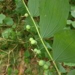 Polygonatum multiflorum fruit picture by Alexander Baransky (cc-by-sa)