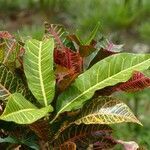 Codiaeum variegatum habit picture by Daniel Barthelemy (cc-by-sa)