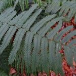 Dryopteris cycadina leaf picture by Maarten Vanhove (cc-by-sa)