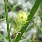 Carex hirta fruit picture by Jacques Maréchal (cc-by-sa)