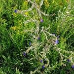 Anchusa officinalis fruit picture by Schuller Ton (cc-by-sa)