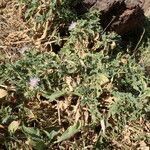 Centaurea senegalensis habit picture by Sylvain Piry (cc-by-sa)