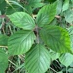 Rubus elegantispinosus leaf picture by Stien (cc-by-sa)