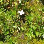 Epilobium alsinifolium habit picture by Laurent GUILLAUME (cc-by-sa)