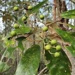 Alphitonia excelsa fruit picture by Martin W (cc-by-sa)