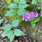 Lathyrus venetus leaf picture by djrage (cc-by-sa)