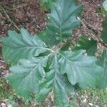 Quercus petraea leaf picture by Philippe Mauvieux (cc-by-sa)