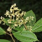 Miconia nutans flower picture by Nelson Zamora Villalobos (cc-by-nc)