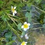 Ranunculus aquatilis habit picture by Clarysse Leproux (cc-by-sa)