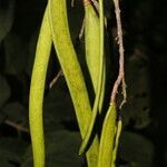 Fridericia mollissima fruit picture by Nelson Zamora Villalobos (cc-by-nc)