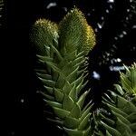 Araucaria araucana fruit picture by Daniel Barthelemy (cc-by-nc)