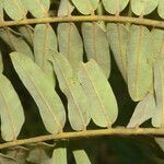 Cassia grandis leaf picture by Nelson Zamora Villalobos (cc-by-nc)