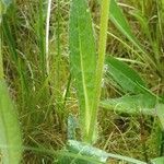 Cirsium dissectum leaf picture by Pierre LEON (cc-by-sa)