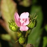 Pavonia schiedeana flower picture by Nelson Zamora Villalobos (cc-by-nc)