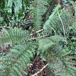 Polystichum aculeatum habit picture by David Hocken (cc-by-sa)