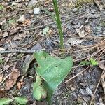 Platanthera chlorantha leaf picture by Alaux Arex (cc-by-sa)