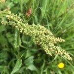 Rumex acetosa fruit picture by benj delem (cc-by-sa)