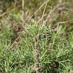 Artemisia californica fruit picture by Johnny Poppyseed (cc-by-sa)