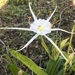 Hymenocallis liriosme flower picture by Meg W (cc-by-sa)