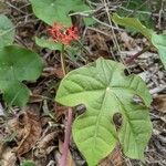 Jatropha podagrica leaf picture by Eylisia (cc-by-sa)