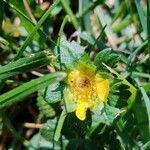 Potentilla indica flower picture by Erna Melis (cc-by-sa)