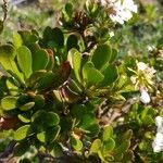 Iberis semperflorens leaf picture by Alvaro Delgado (cc-by-sa)