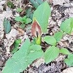 Arum cylindraceum flower picture by Mia Tropp (cc-by-sa)