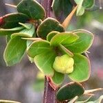 Berberis microphylla fruit picture by Senger Mario (cc-by-sa)