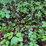 Pyrola rotundifolia habit picture by Jacques Zuber (cc-by-sa)