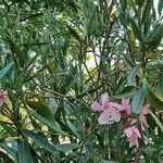 Nerium oleander habit picture by Kilian Louise (cc-by-sa)