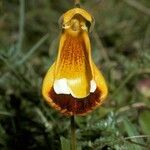 Calceolaria uniflora flower picture by Daniel Barthelemy (cc-by-nc)