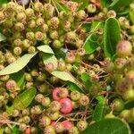 Pyracantha koidzumii fruit picture by Johnny Poppyseed (cc-by-sa)