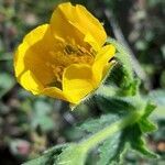 Geum pyrenaicum flower picture by Giode Tonpino (cc-by-sa)