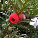 Taxus brevifolia fruit picture by asher rosebrook (cc-by-sa)