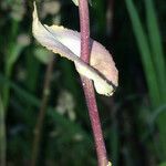 Lepidium perfoliatum leaf picture by Шамхалов Магомед (cc-by-sa)