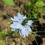 Nigella arvensis flower picture by Lucas Stordeur (cc-by-sa)