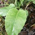 Primula veris leaf picture by Gabriel Ollivier (cc-by-sa)