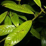 Chrysochlamys psychotriifolia leaf picture by Nelson Zamora Villalobos (cc-by-nc)