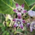 Calotropis procera flower picture by Rajendra Rajendra Choure (cc-by-sa)