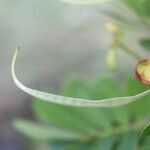 Senna skinneri fruit picture by Nelson Zamora Villalobos (cc-by-nc)