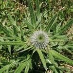 Cirsium ferox flower picture by Arthur Coutin (cc-by-sa)