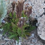 Phacelia pinnatifida habit picture by Fabien Anthelme (cc-by-sa)