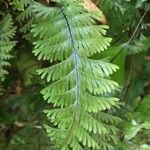 Hymenophyllum pectinatum leaf picture by Daniel Barthelemy (cc-by-nc)