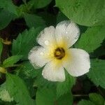 Turnera subulata flower picture by pedrogc -- (cc-by-sa)