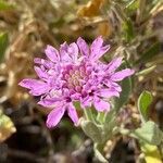 Pterocephalus porphyranthus flower picture by Sastre Oriol (cc-by-sa)