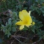 Oenothera drummondii leaf picture by Justin Booher (cc-by-sa)