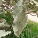 Solanum lycocarpum leaf picture by Queiroz Ancelmo (cc-by-sa)