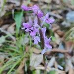 Orchis olbiensis leaf picture by Anais Iafrate (cc-by-sa)